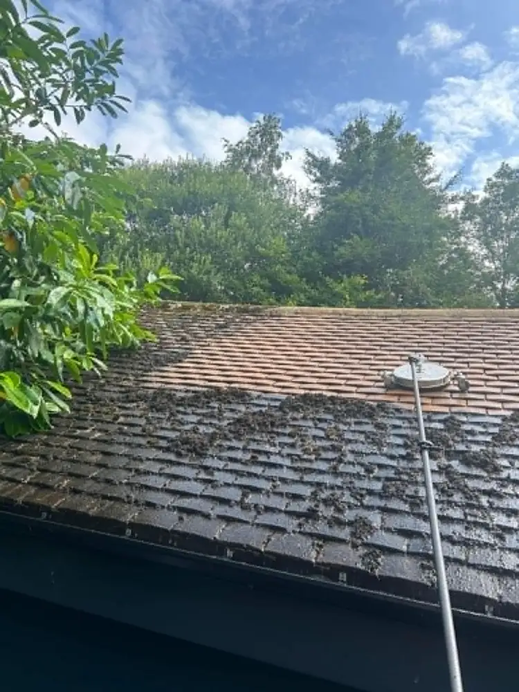 Roof cleaning before and after